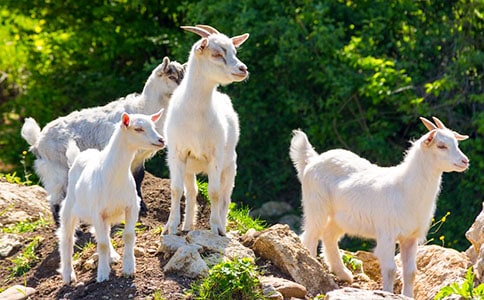 白兔和山羊故事