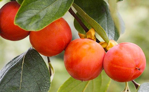 ժ��������(��(y��u)�x)