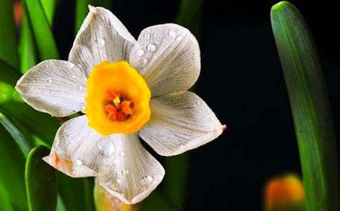 巖茶水仙的沖泡方法