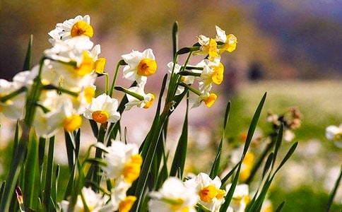 【熱門】水仙花作文