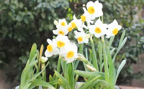 美麗的水仙花作文(精選47篇)