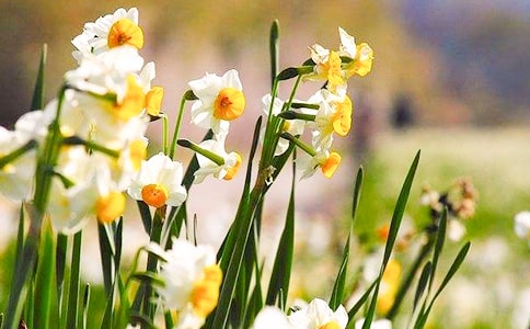 水仙花作文(精選)