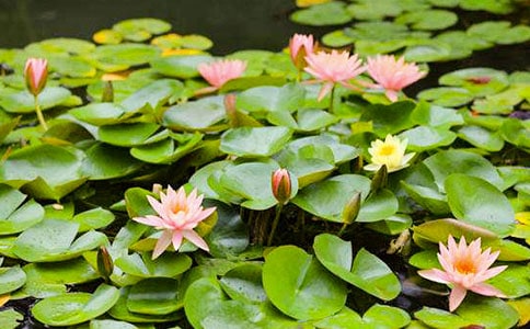 (薦)睡蓮的作文