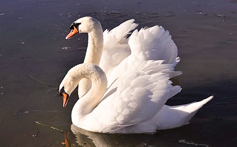 吹小號的天鵝讀后感