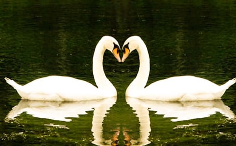 描寫天鵝的優秀作文