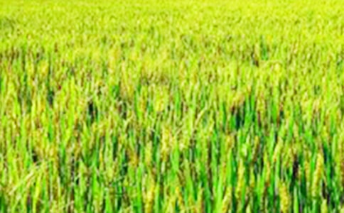 實(shí)用的描寫田野的作文三篇