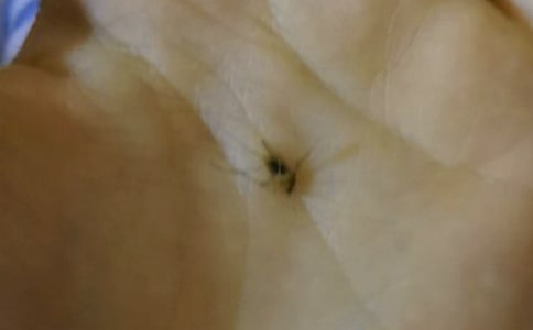 三只蚊子與一只陰影的故事