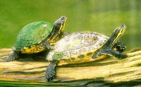 С����150�փ�(y��u)������