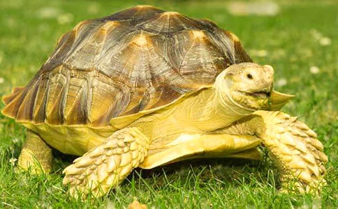 【精選】可愛的烏龜作文7篇