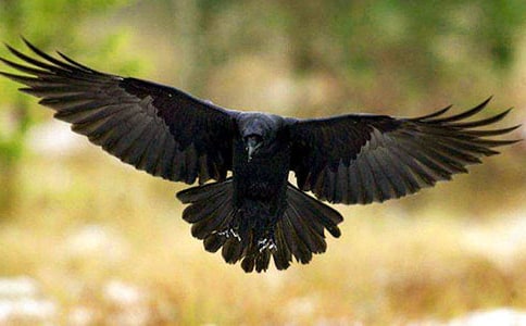 烏鴉喝水的故事【寓言故事】