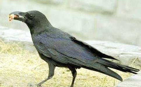 烏鴉的故事(優秀25篇)