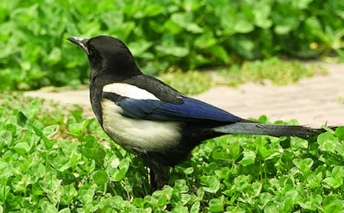 迷路的喜鵲作文350字