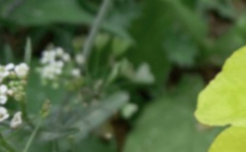 ����������Ԋ��