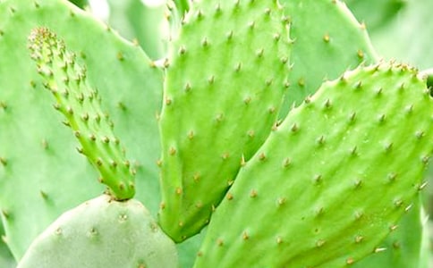 【優選】仙人掌作文15篇