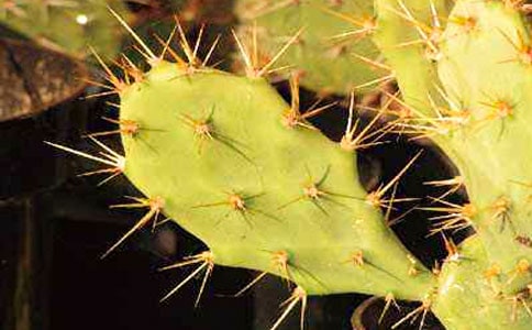 我家的仙人掌作文15篇