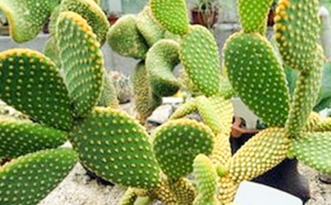 ��ϲ�g�����������ĺϼ�[14ƪ]