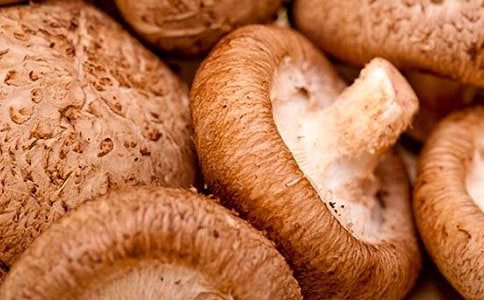 香菇人工種植成本預(yù)算