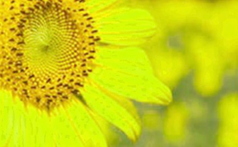 (���x)���տ�����