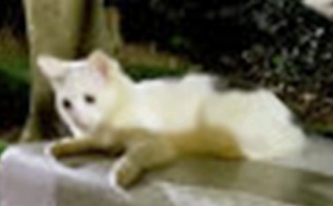 �ҿɐ۵�С؈��(y��u)������