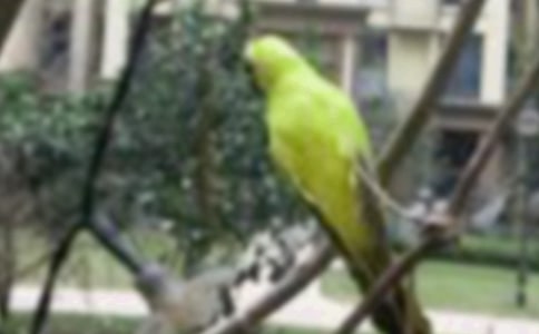 ����һֻС�B����15ƪ[���x]