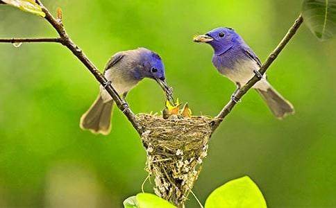 小學生二年級看圖寫話:保護小鳥