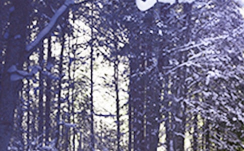 贊美小雪的詩句