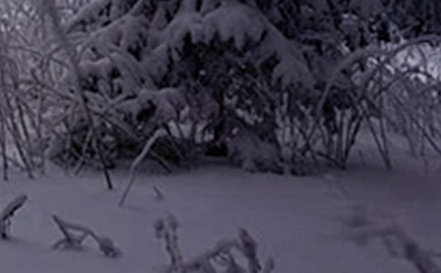 �P��Сѩ����ף���Z�����x450�䣩