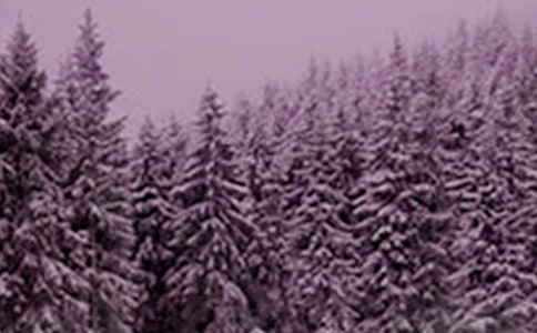 Сѩ�ĕr(sh��)���ʲô���B(y��ng)��