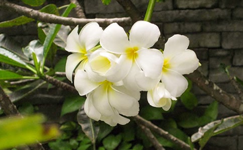 夜來香作文(精選)