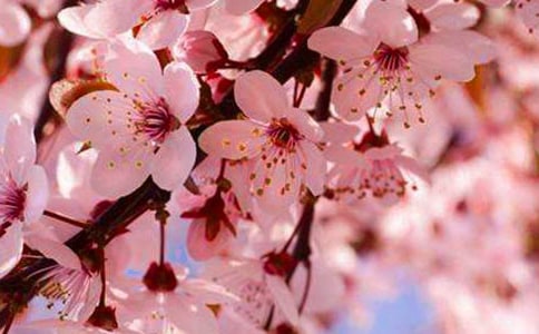 櫻花巷的秘密讀后感700字