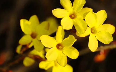 迎春花作文(共10篇)