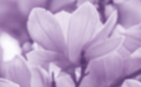 描寫玉蘭花的詩句