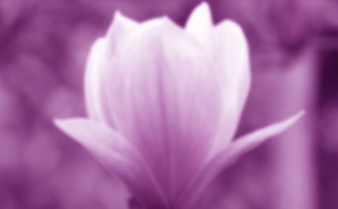 玉蘭花作文【實用15篇】