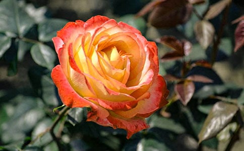 描寫月季花的詩句