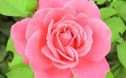 描寫(xiě)月季花的句子