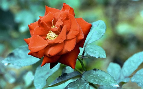 �茑�¼���������