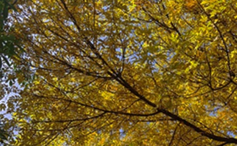 ���������簲����115��