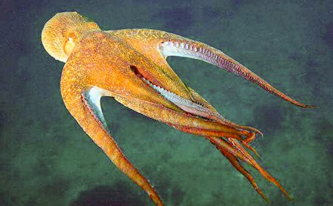 “章魚(yú)”我作文