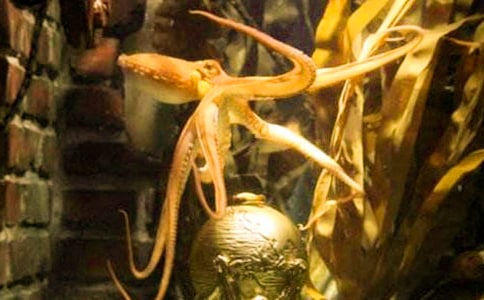 藍帶章魚的簡介