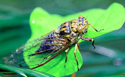 ֪�˵�����