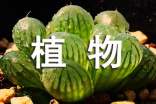 謎面:藝 謎語答案提示:植物名