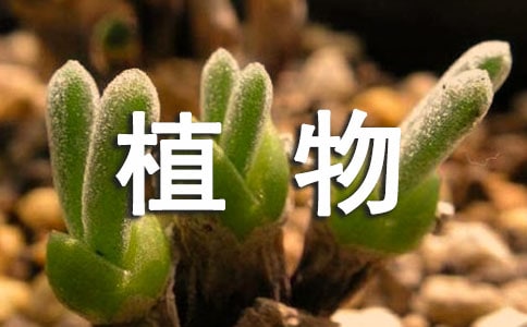 植物謎語及答案120個(gè)