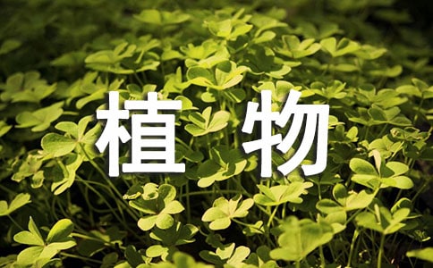 彩虹(打一植物)