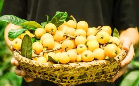 寫采枇杷的作文