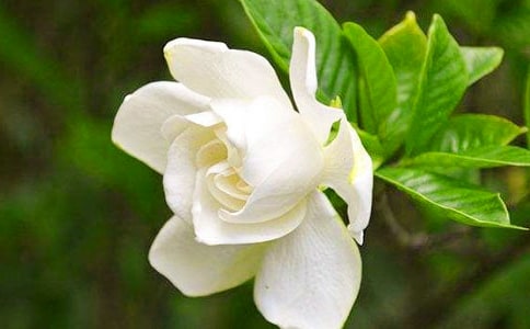 植物狀物梔子花和樹