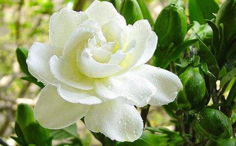 寫梔子花的作文