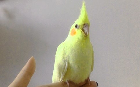 可愛的鸚鵡作文