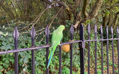 深紅玫瑰鸚鵡的簡介 深紅玫瑰鸚鵡的產地