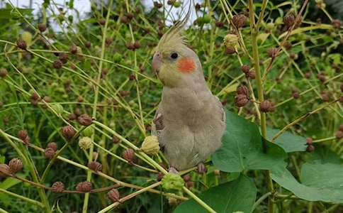可愛的小鸚鵡作文500字