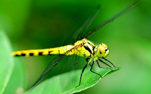 ����С�W����